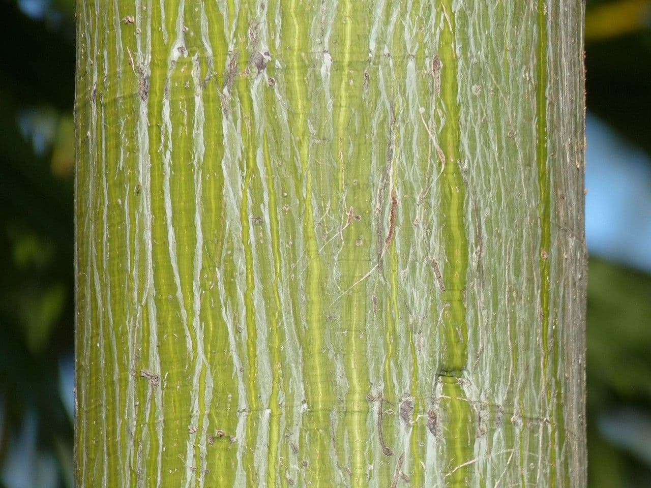 Pseudobombax ellipticum 21