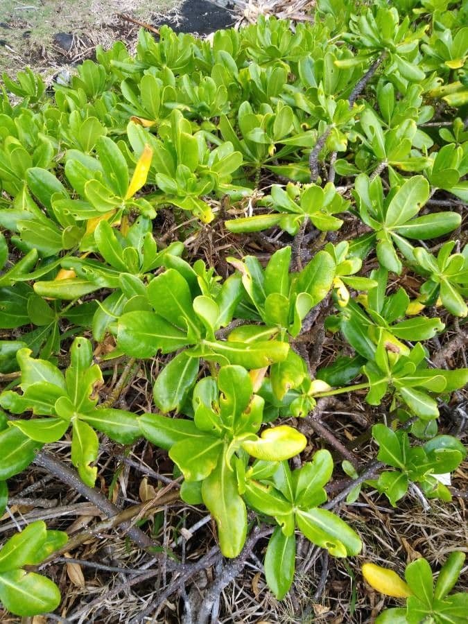 Scaevola taccada 18