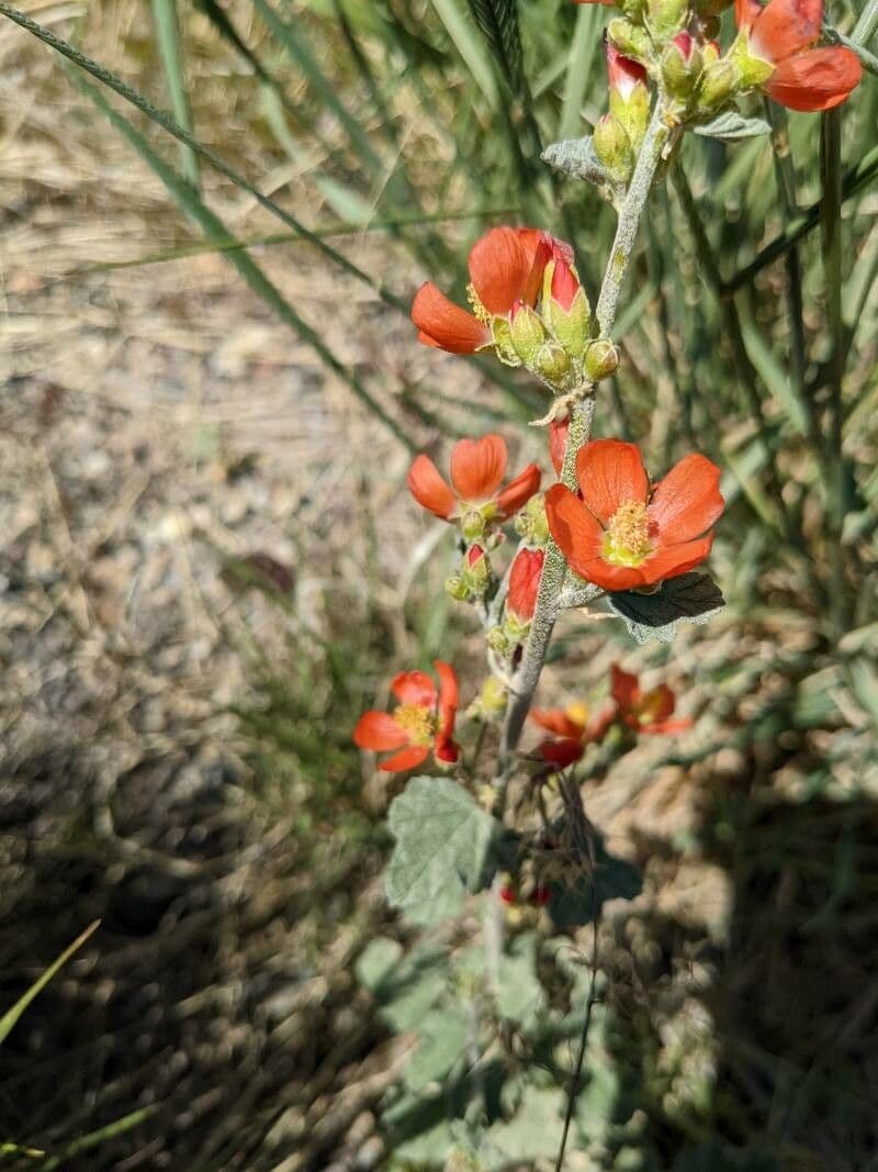Sphaeralcea 2