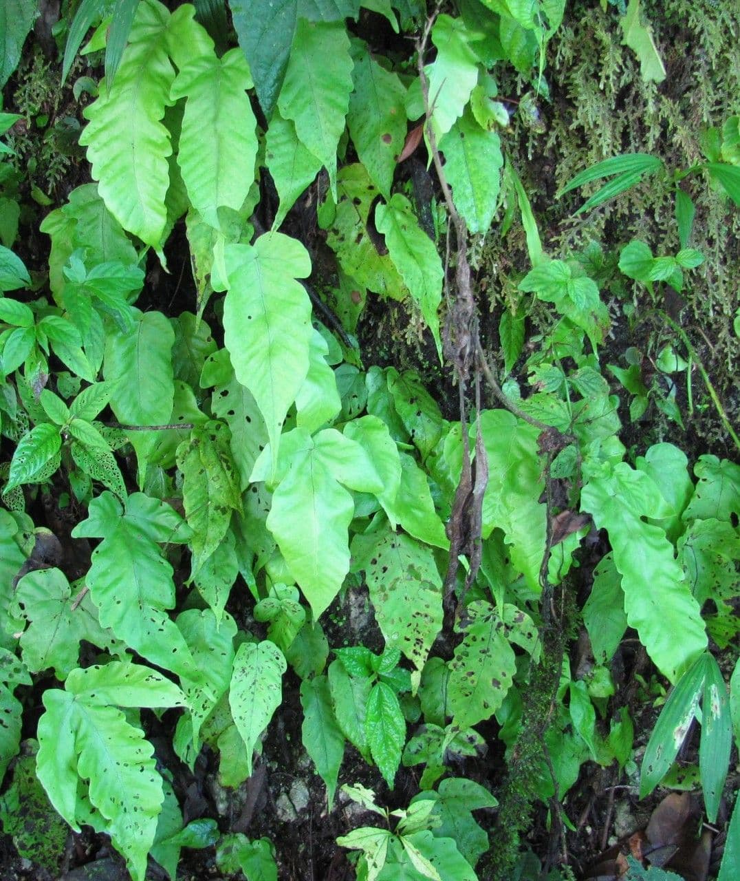 Tectaria heracleifolia 10