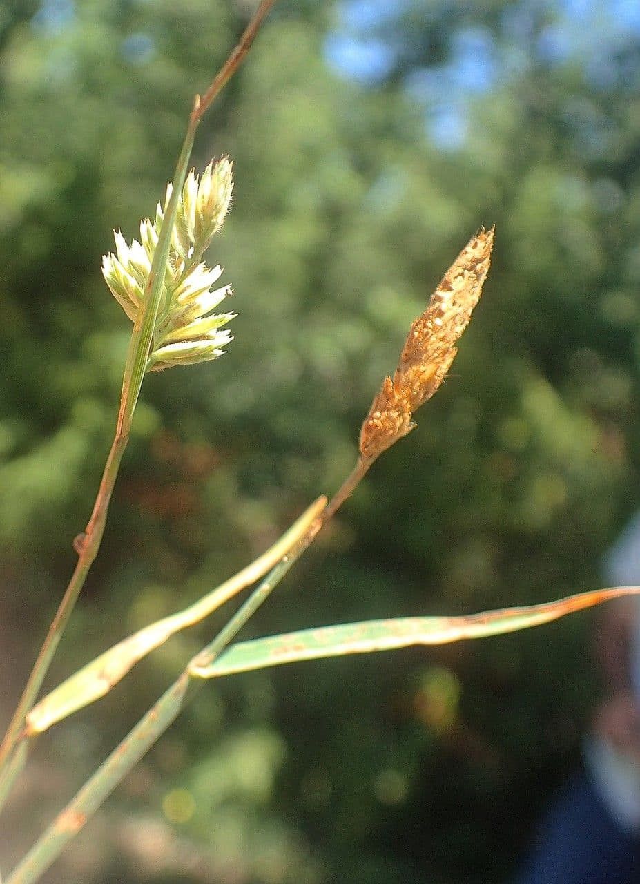 Fienarola compressa 5