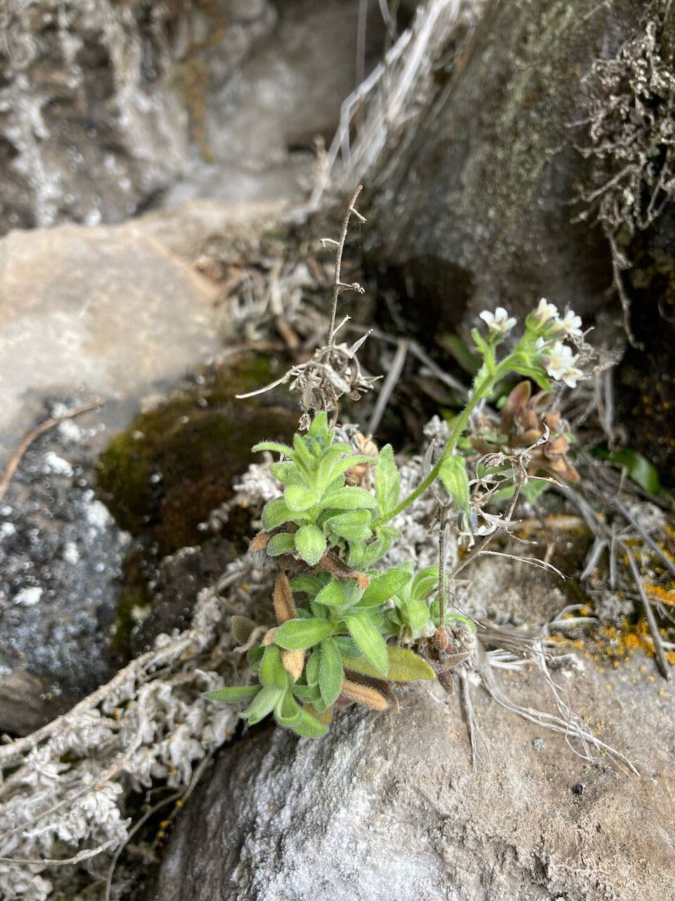 Draba 14