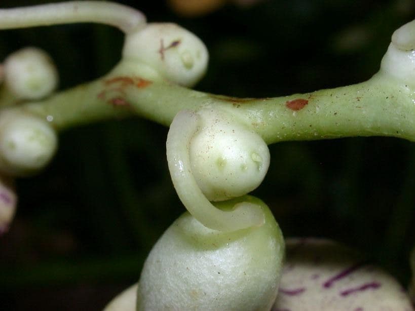Cochliasanthus 5