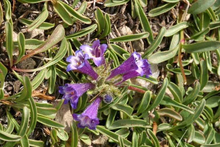 Penstemon 11