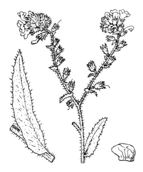 Buglossoide ondulata 23