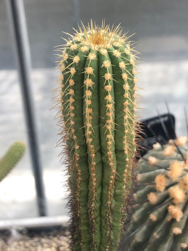 Coleocephalocereus