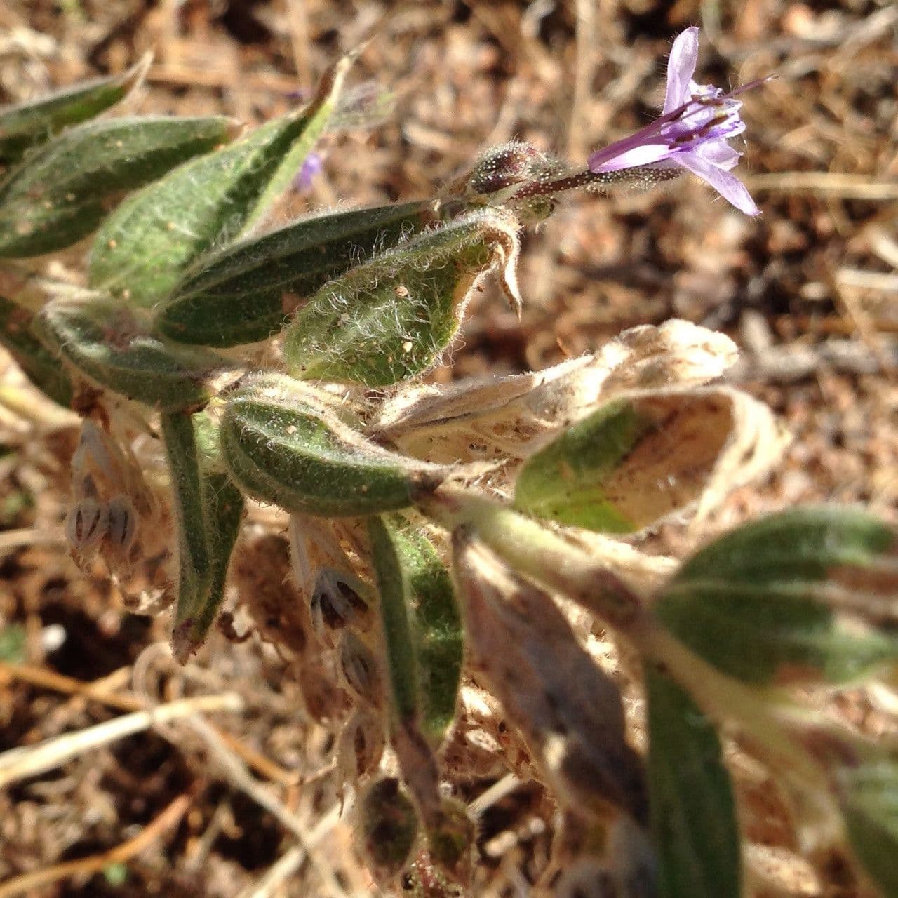 Trichostema lanceolatum 8