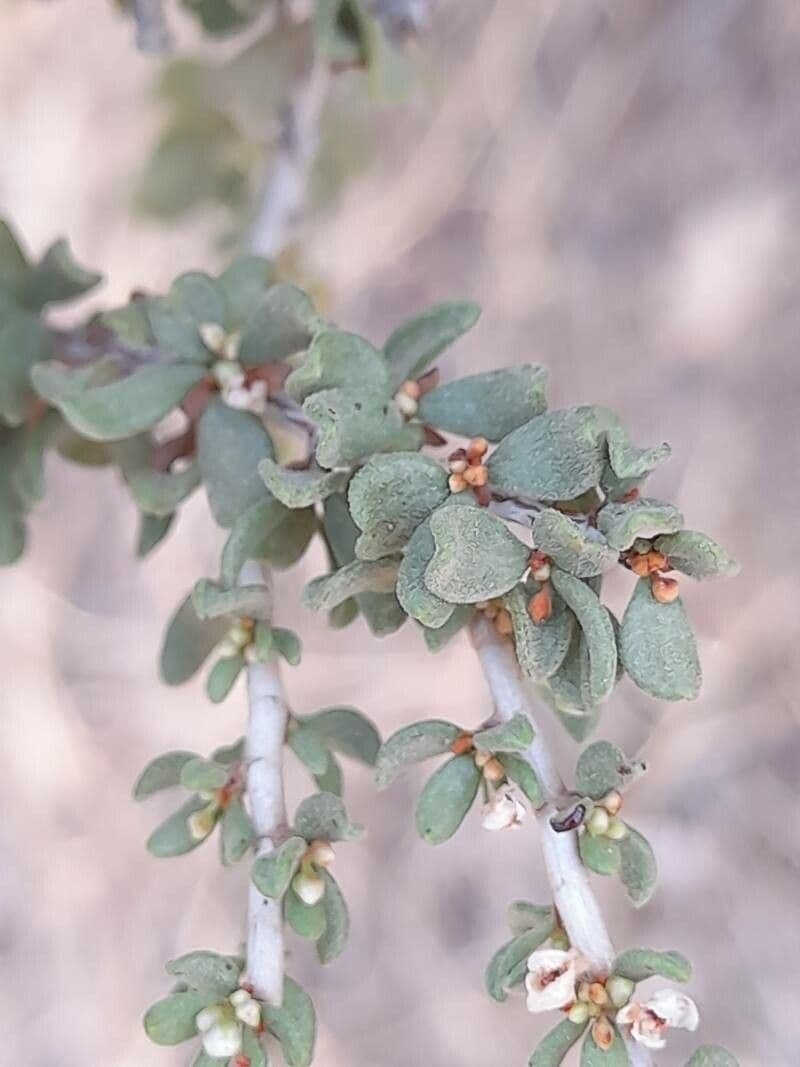Pteropyrum 11