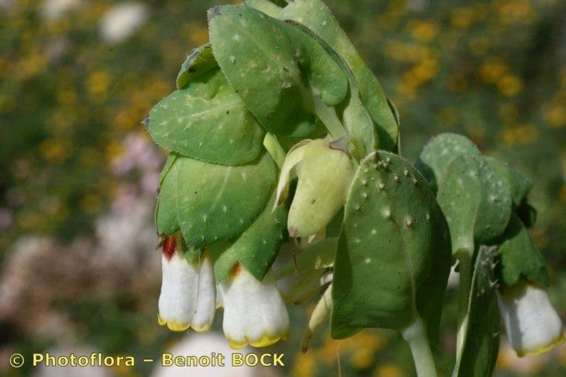 Cerinthe maggiore 2