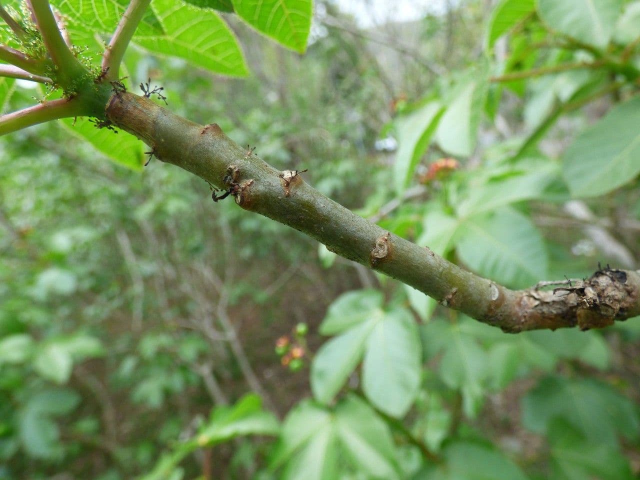Bauchige Brechnuss 24