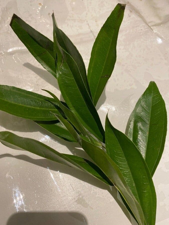 Cocculus 13