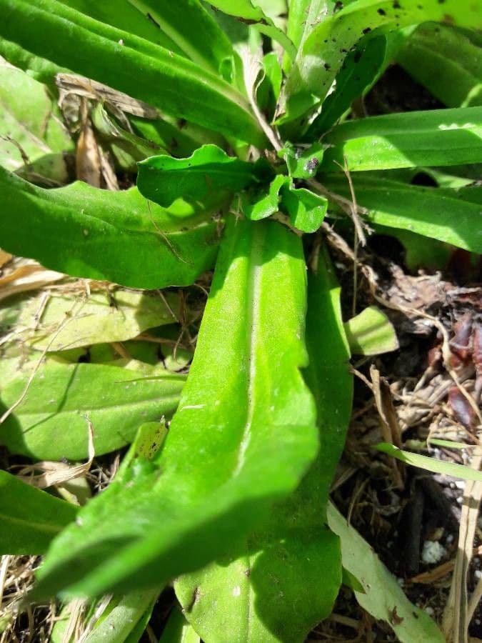 Gnaphalium americano 18