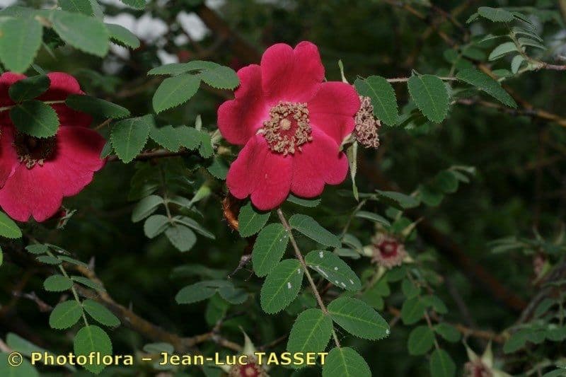 Moyes-Rose 26