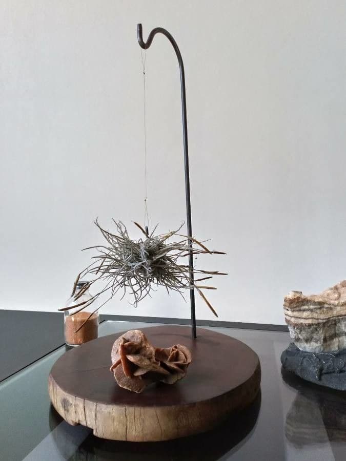 Tillandsia 14