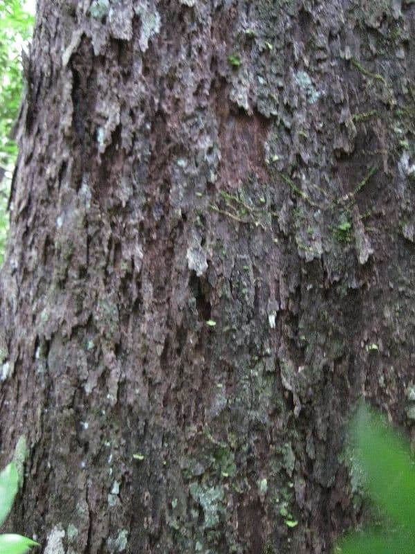 Glycydendron 7