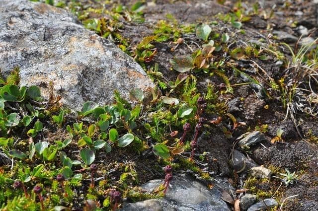 Harrimanella hypnoides 8