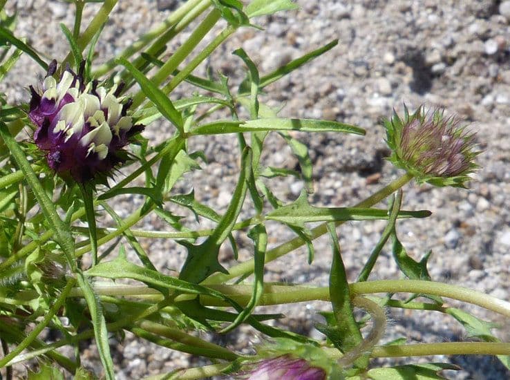 Trifoglio 10
