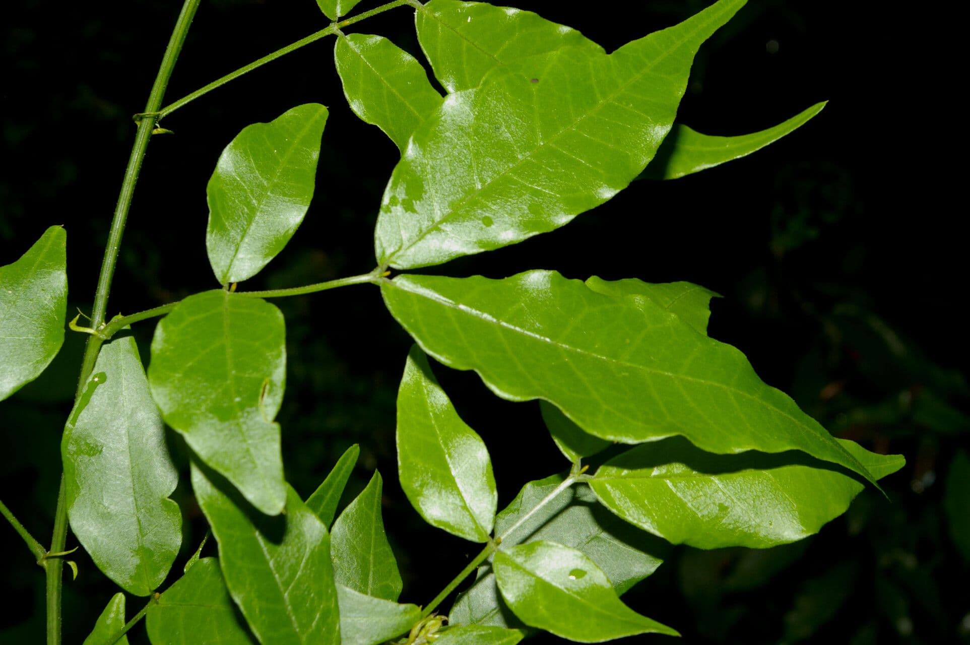 Senna undulata 2