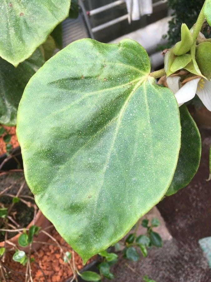 Begonia 3