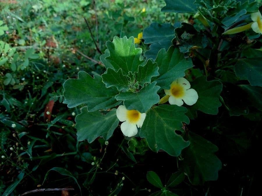 Pedalium murex 6