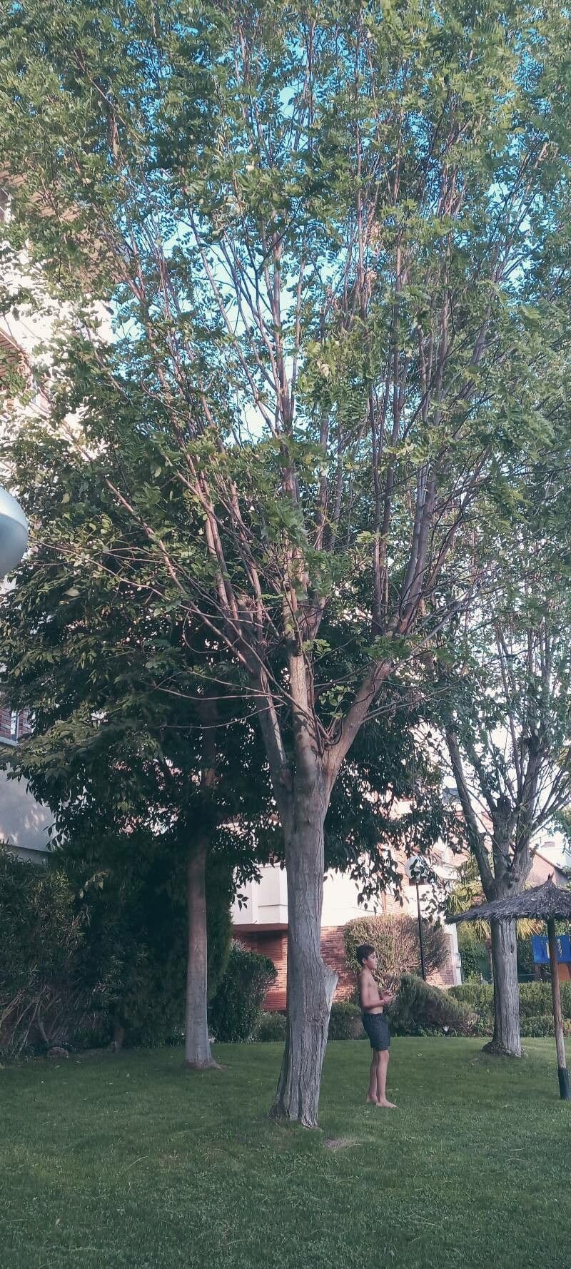 Cladrastis kentukea 12