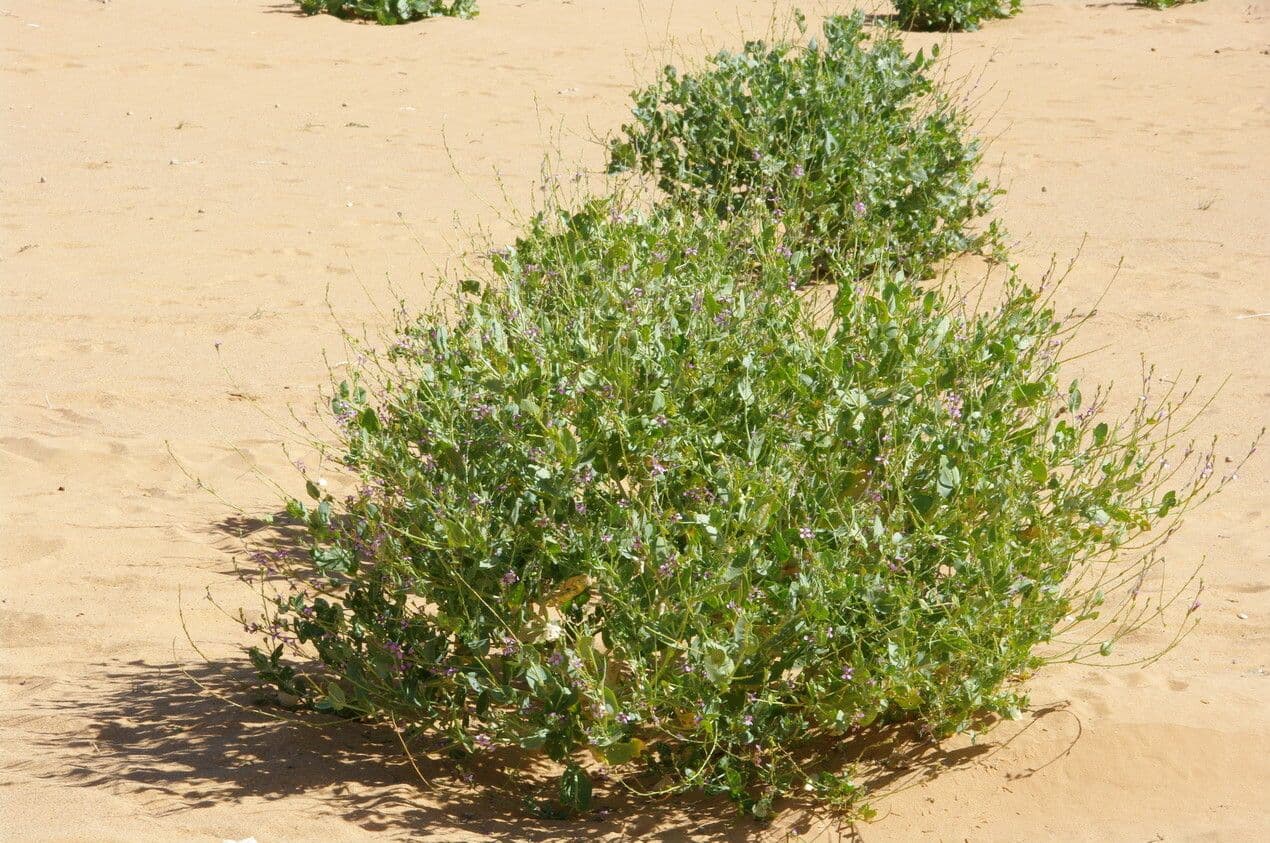 Schouwia 11