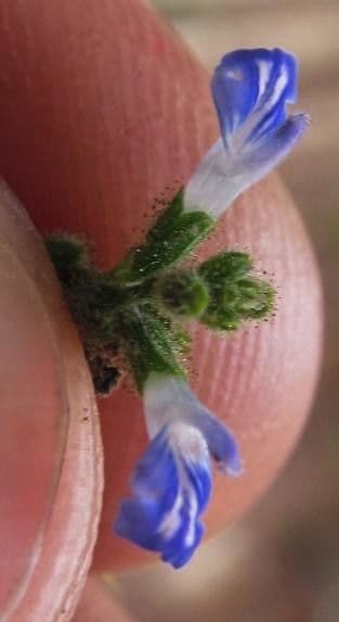 Salvia 3