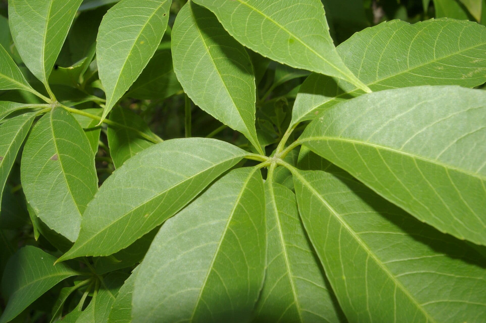 Pochote 8