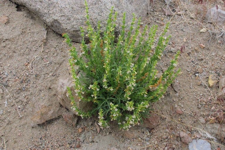 Penstemon deustus 7