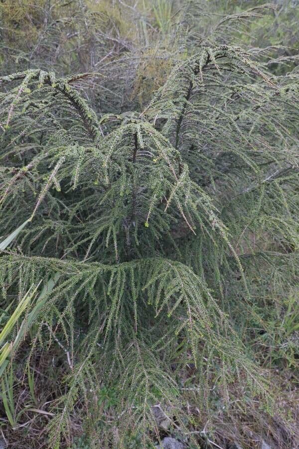 Erythroxylum 3