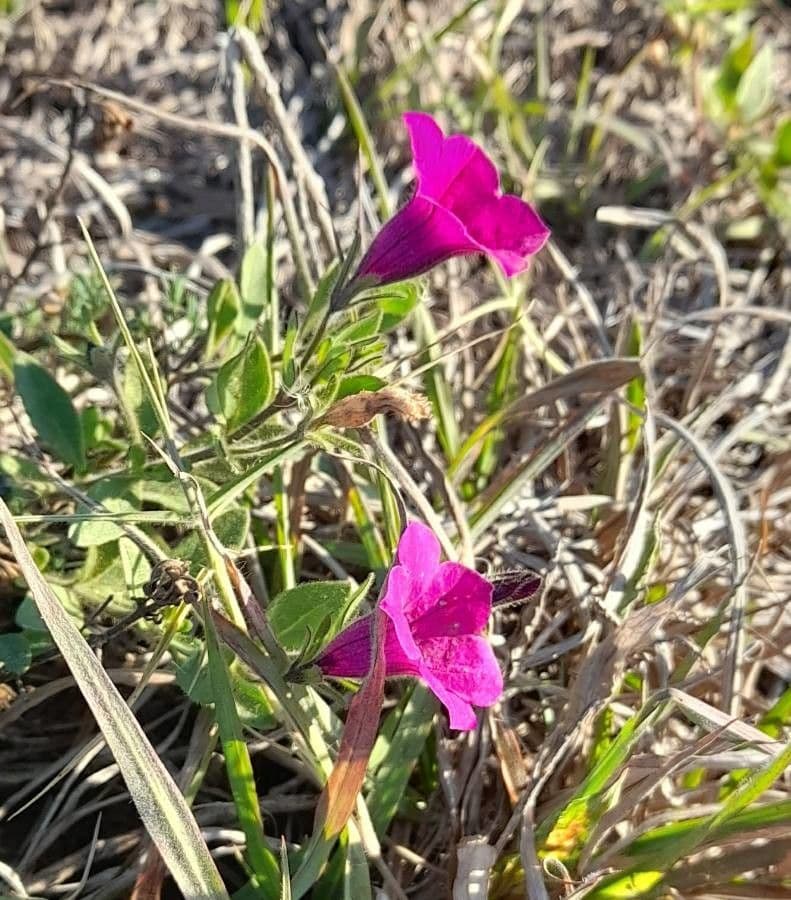 Petunia 7