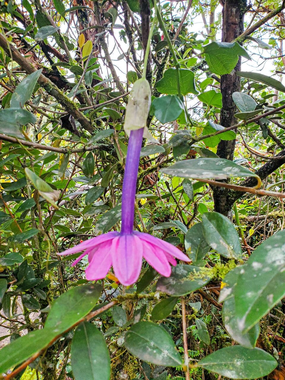 Passiflora tripartita 9