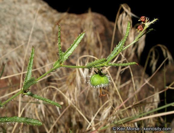 Tragia ramosa 13