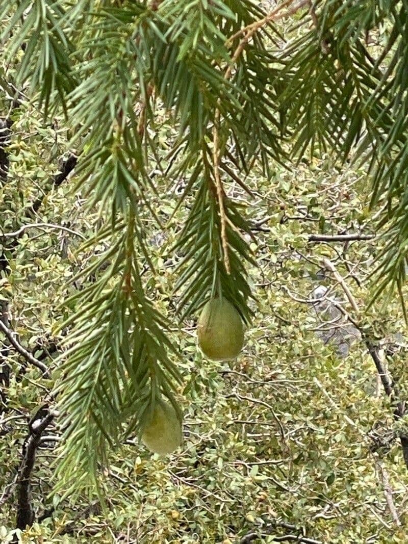 Torreya della California 5