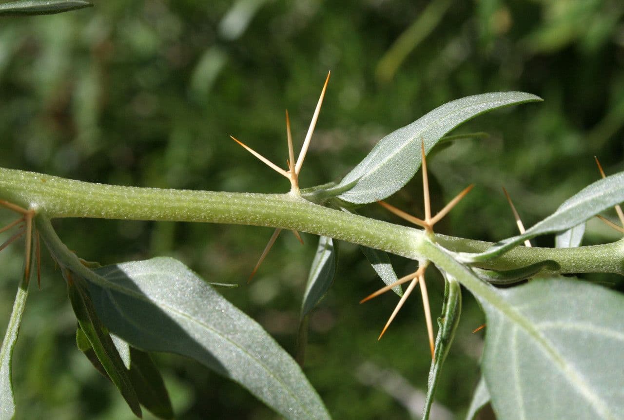 Lappola spinosa 24