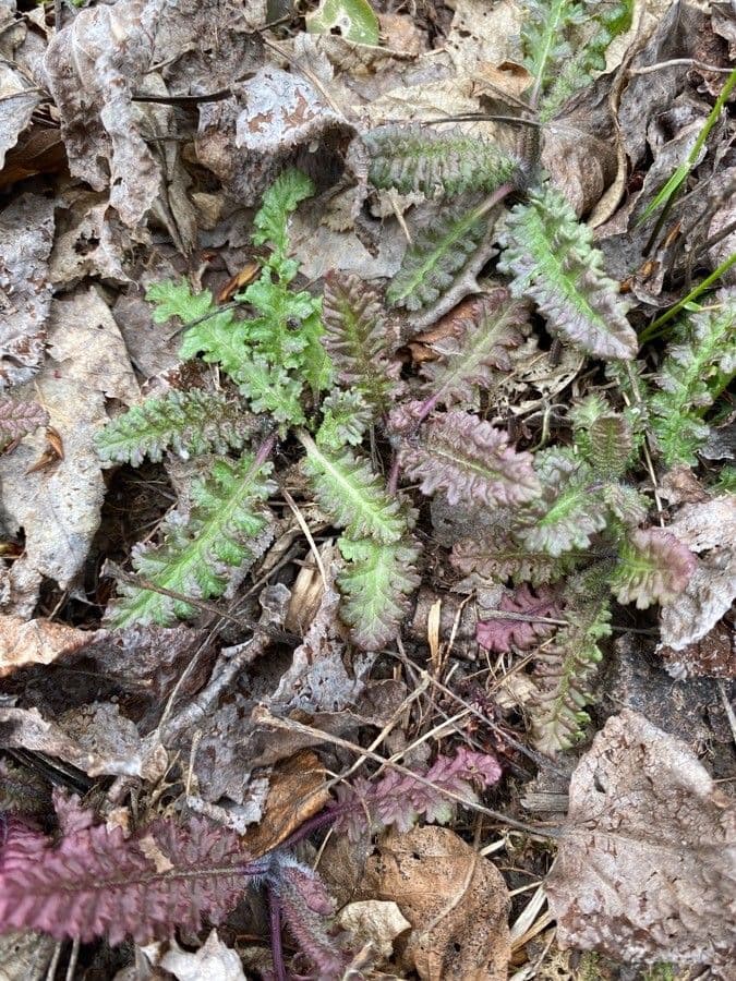 Pedicularis canadensis 15