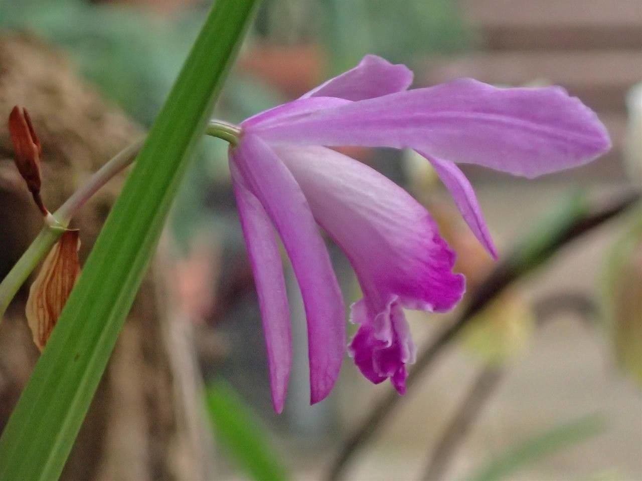 Bletilla striata 5