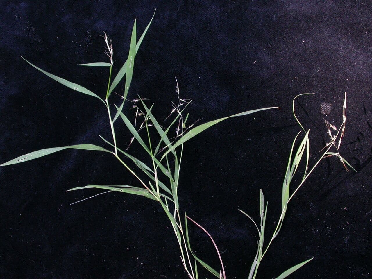 Capillipedium
