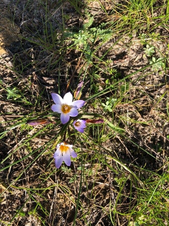 Romulea bulbocodium 5
