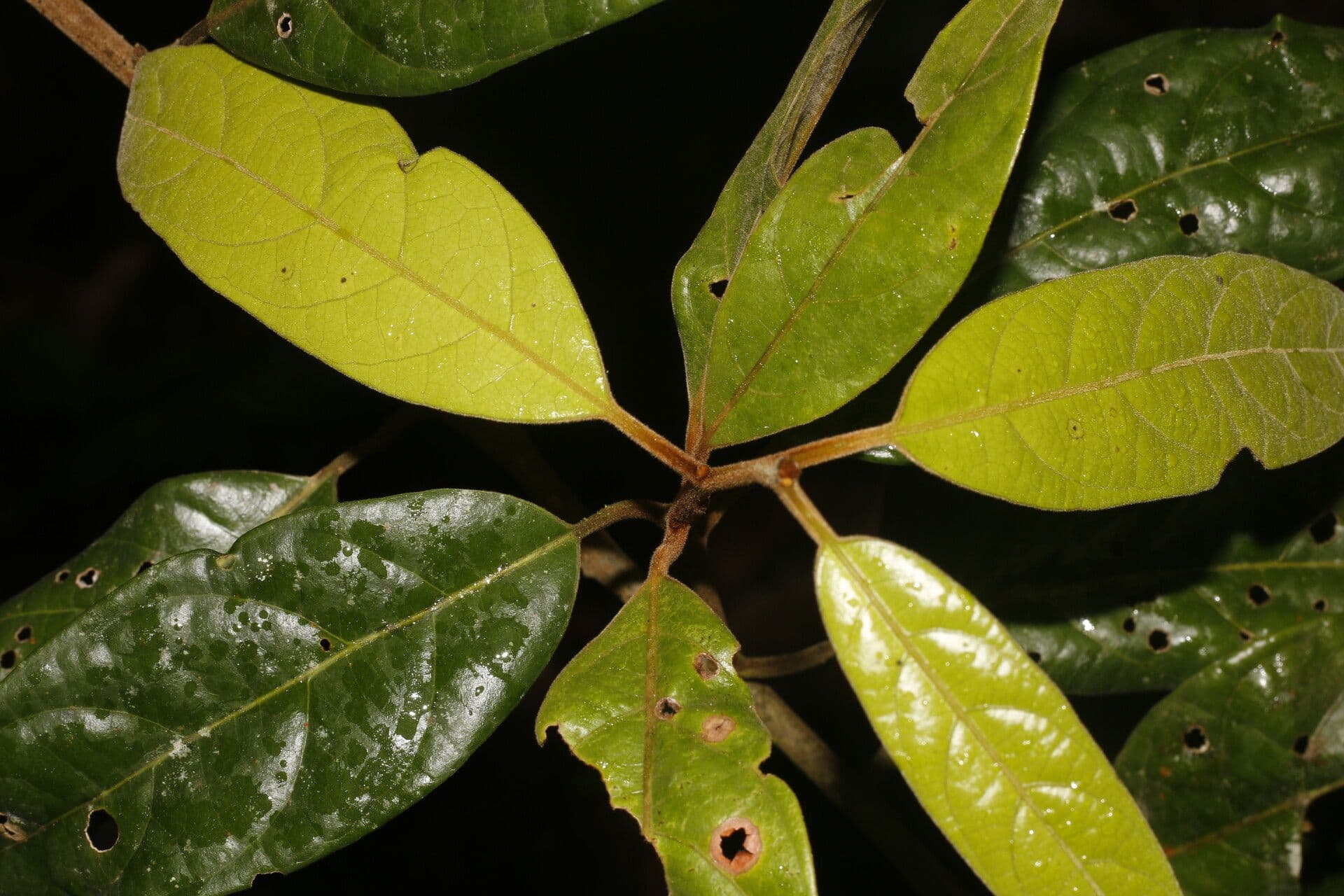 Ocotea