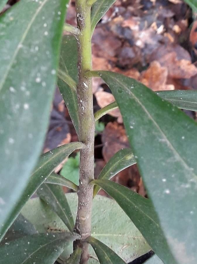 Olivella 25