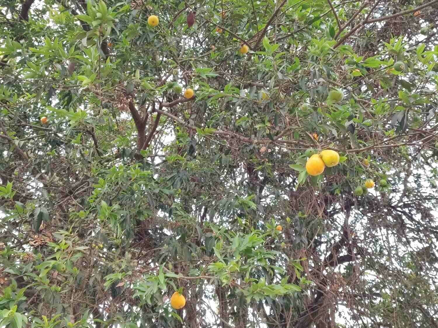 Eugenia 9