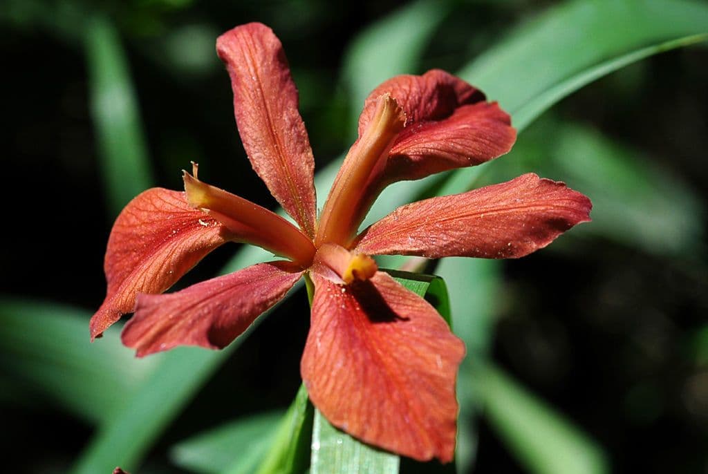 Iris 5