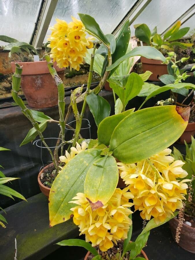 Furchen-Dendrobium 2