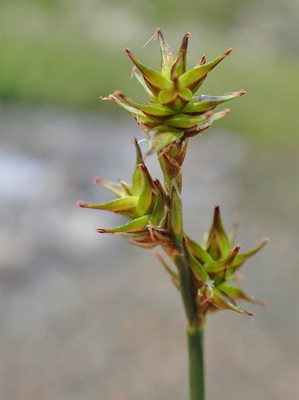 Carice stellata 3