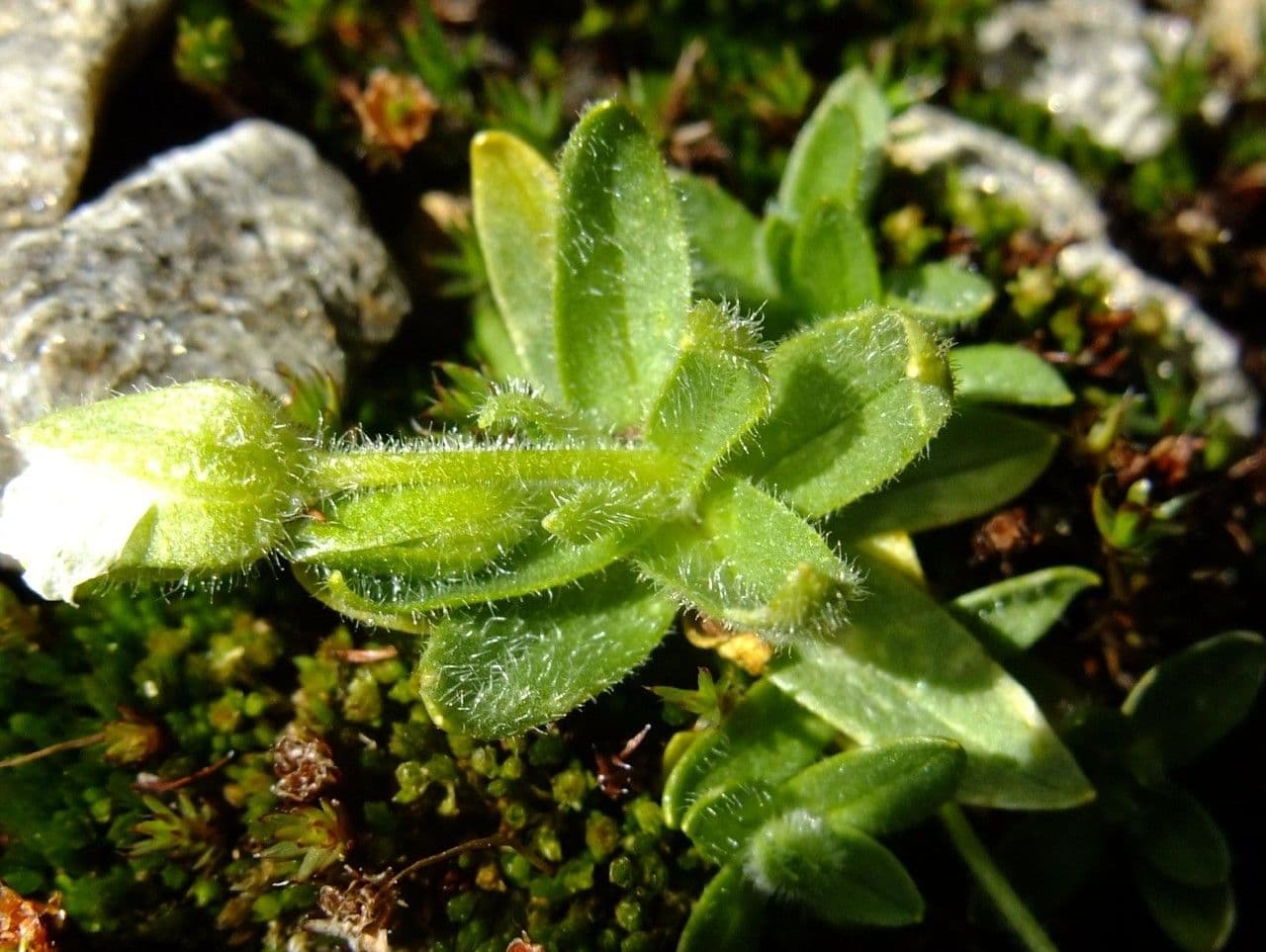 Cerastium 11
