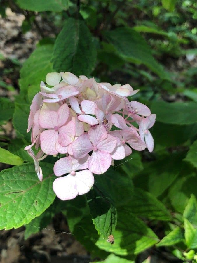 Hortenzie
