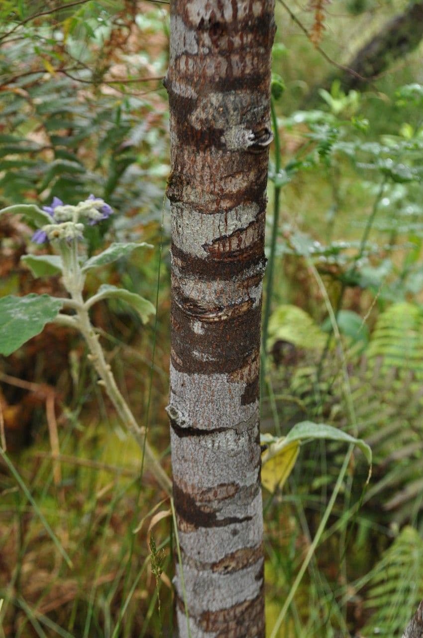Feigenblättrige Dombeya 21