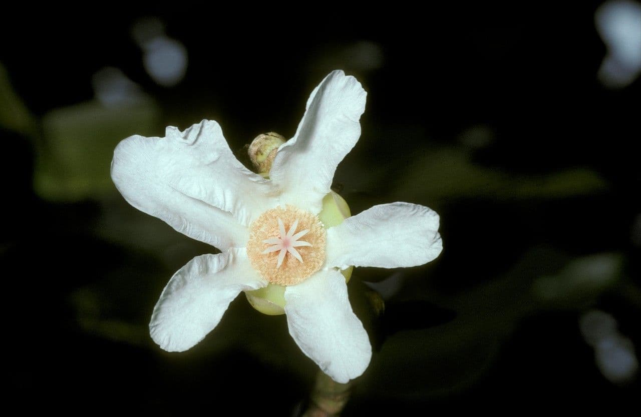 Dillenia 2