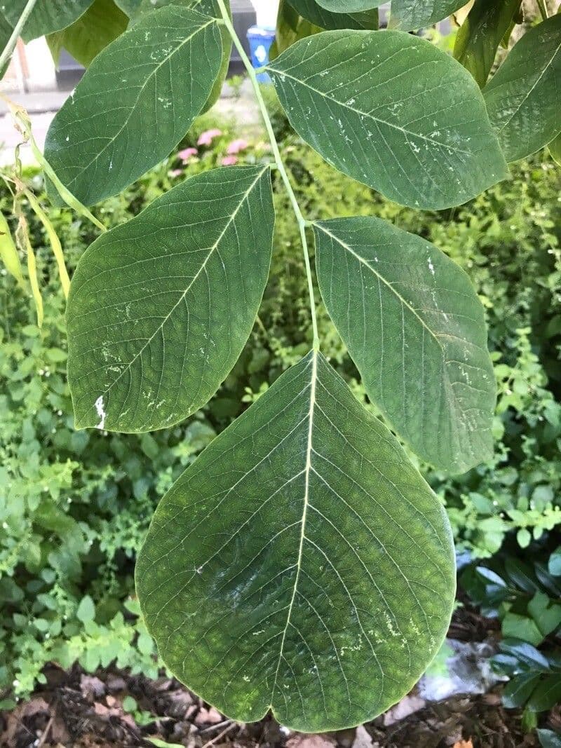 Cladrastis kentukea 16